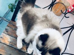 -喵屿·大理花园猫咖