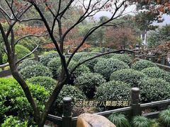 -十八棵（老龙井）御茶园(老龙井店)