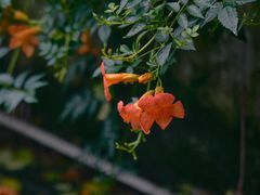 -杭州西湖风景名胜区-满觉陇四眼井