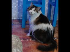 33-Sirena海妖日咖夜酒