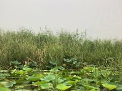 -白洋淀风景区