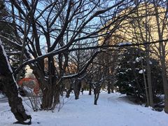 -北海道厅旧本厅舍(旧本庁舎)