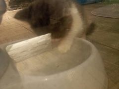 -猫爷宠物生活馆·撸猫馆