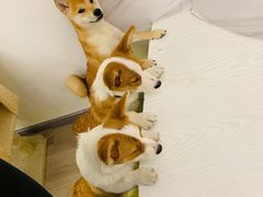 -浣熊柯尔鸭土拨鼠·电玩咖
