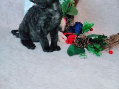 -十年猫舍·猫咪专门店(普陀店)