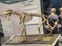 -北京周口店北京人遗址博物馆