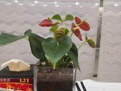 -红菜坊·烤鸭·川鲁宴(石园店)