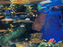 -上海海洋水族馆