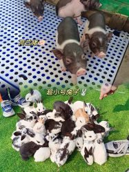 -萌宠亲子动物乐园(槐房万达店)