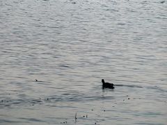 -洱海月湿地公园
