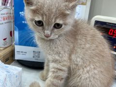 -创凡宠物医院·骨专科  猫科中心(西乡分院)