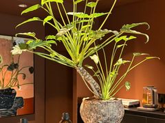 -泰·菩提树下[泰式按摩x精油SPAx肩颈头疗](新景店)