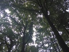 -铁山坪森林公园