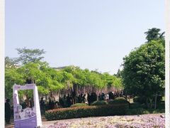 -嘉定紫藤园