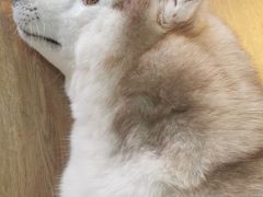 -Husky Go! 哈士奇体验馆·宠物咖啡厅狗咖