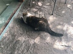 -喵屿·大理花园猫咖