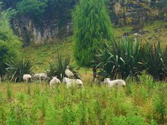 -怀托摩萤火虫洞