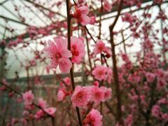 -北京鹫峰国家森林公园