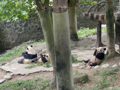 -都江堰中华大熊猫苑