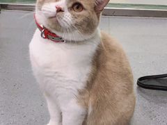 -伟伟宠物医院·CT影像中心·瑞派犬猫综合性门诊(汉口总院)