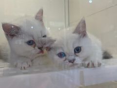 -1013 PET SHOP 宠物商店(近铁城市广场店)