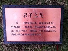 -陈家山荷花公园