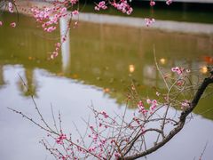 -艺圃