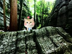 -梭布垭石林景区