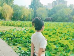 -莲湖公园