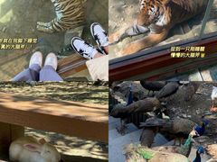 -栾川竹海野生动物园
