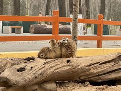 -北京野生动物园