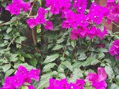 -三圣花乡旅游区