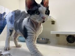 -十年猫舍·猫咪专门店(普陀店)