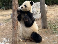 -西霞口神雕山野生动物世界