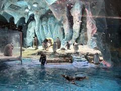 -帝企鹅自助餐厅•儿童岛•真企鹅(长隆企鹅酒店)