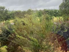 -黄海国家森林公园