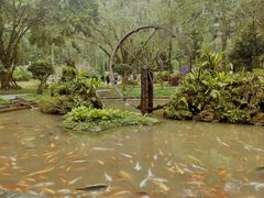 -莫里热带雨林景区