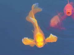 -鄱阳湖国家湿地公园