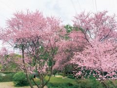 -八卦田遗址公园