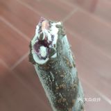 蓝莓酱下面还有一层巧克力碎粒，夹杂在一起