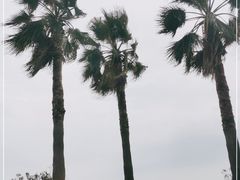 -椰风寨