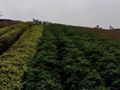 -东部华侨城