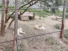 -泉州海丝野生动物世界