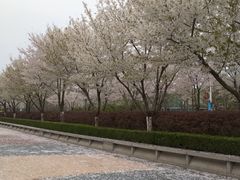 -金陵图书馆