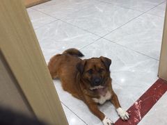 -瑞鹏宠物医院·超声·骨科·奇麟分院(蜀都万达店)