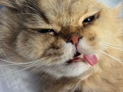 -创凡宠物医院·骨专科  猫科中心(西乡分院)