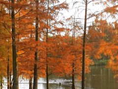 -白鹭湾湿地公园