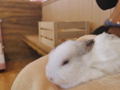-猫猫幼稚园·撸猫·桌游·电玩