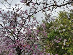 -广东花都湖国家湿地公园