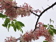 -白石龙音乐公园
